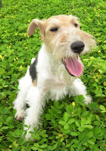 p></p></a>猎狐梗的英文名为:foxterriers,它是传统的英国梗类,精力充沛,不受