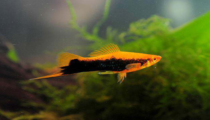 剑尾鱼 全网资源