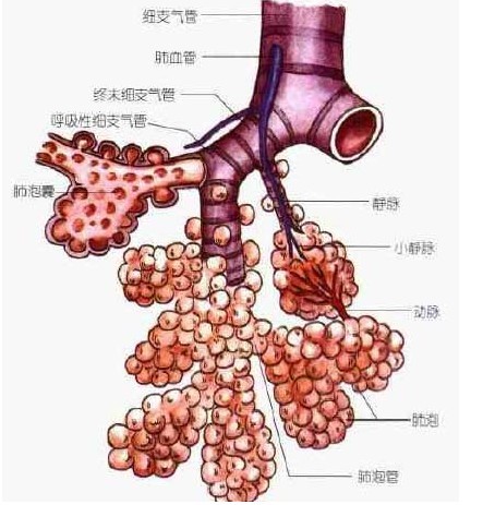 支气管树
