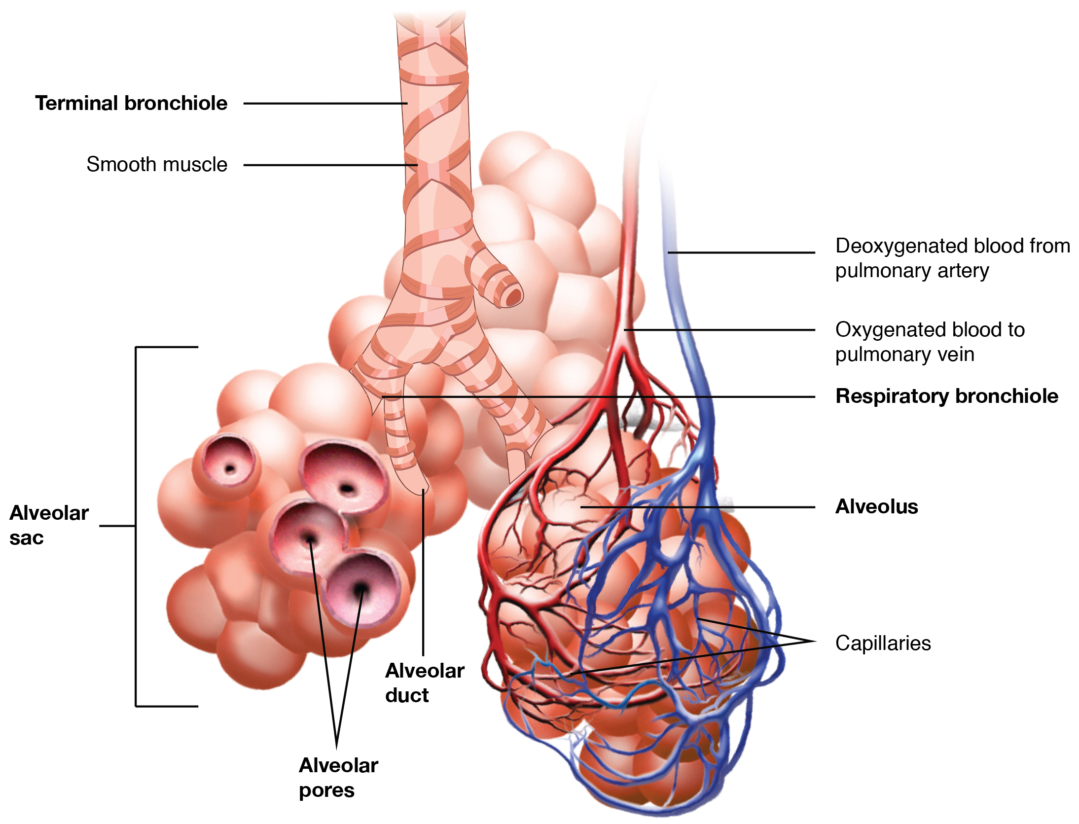 respiratory system),人体与外界空气进行气体交换的一系列器官的总称