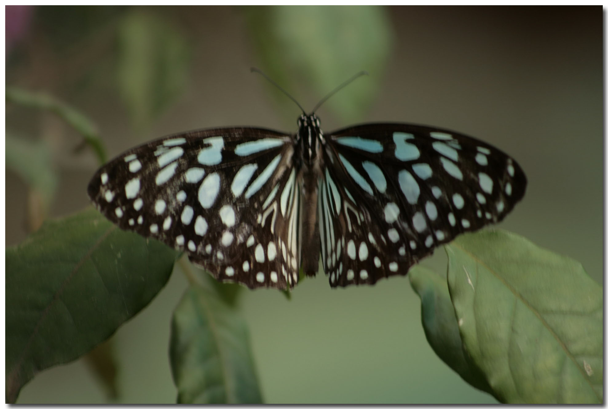青斑蝶 全网资源