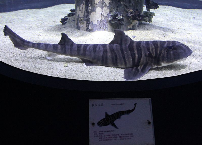 p>斑纹异齿鲛,学名 heterodontus zebra,鲨鱼之一 a target"