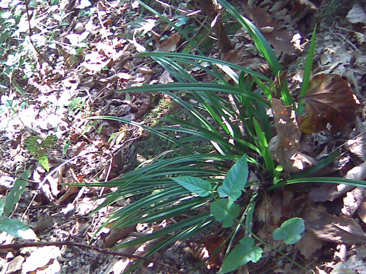 山野兰花不是兰中正宗,又叫兰草花,有两种品种.