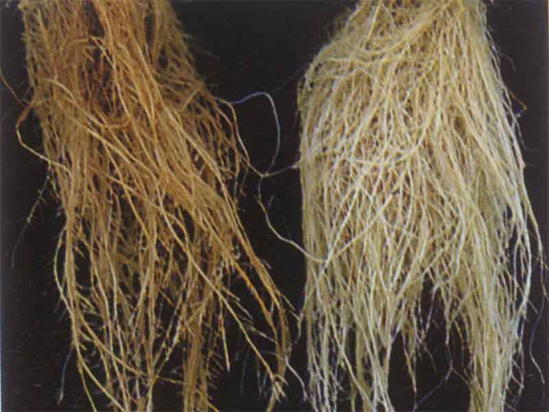 根系对比,直根系和须根系 伤感说说吧