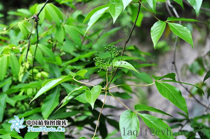 吴茱萸