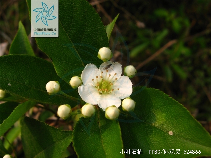 小叶石楠