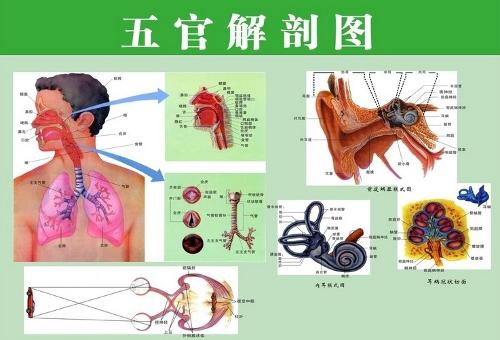 有多种解释,有人认为五官指"耳,眉,眼,鼻,唇"等五种人体器官,也有人