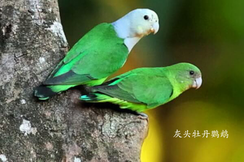 牡丹鹦鹉
