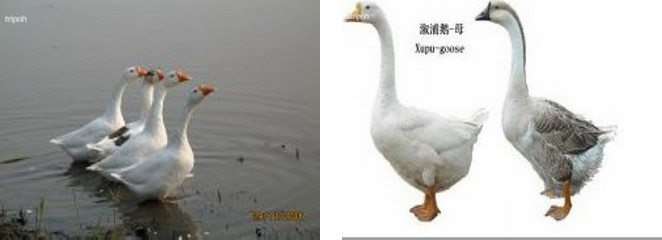 灰鹅的颈,背,尾部羽毛为灰褐色,腹部白色,喙,肉瘤为黑色,胫,蹼为橘