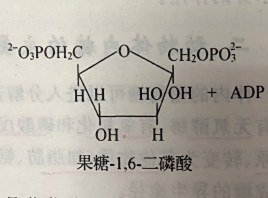 1,6-二磷酸果糖