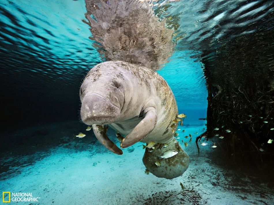 海牛科
