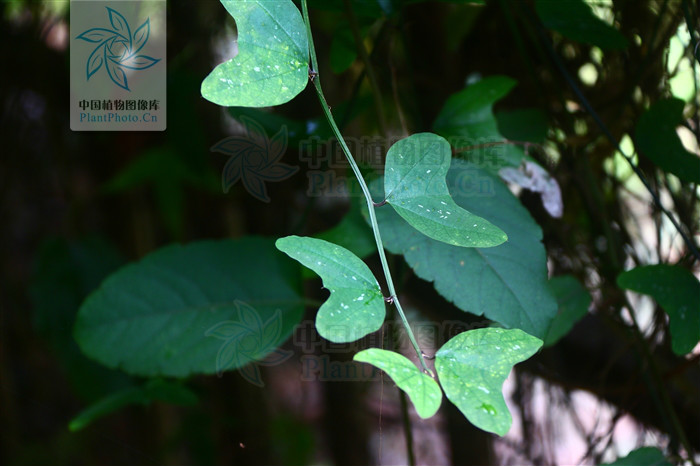 半边灵 全网资源