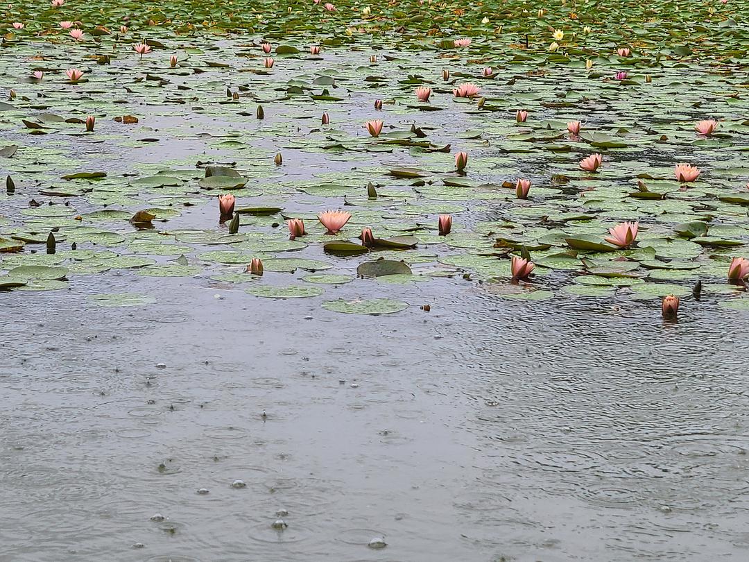 南方的雨