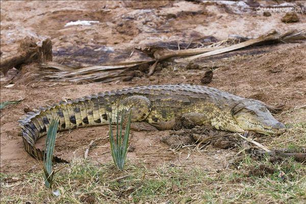 p>尼罗鳄(学名 i>crocodylus niloticus/i,是非洲最大的鳄鱼和最