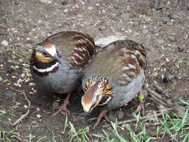 美国鹧鸪 全网资源