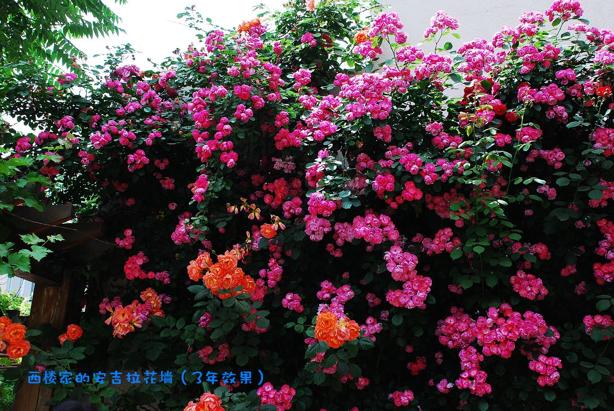  p>十姊妹为蔷薇科蔷薇属 a href="#" data-lemmaid="2219814">多花