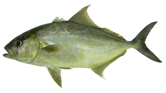 世界重要暖水性和暖温性海洋经济鱼类.鲹的分布