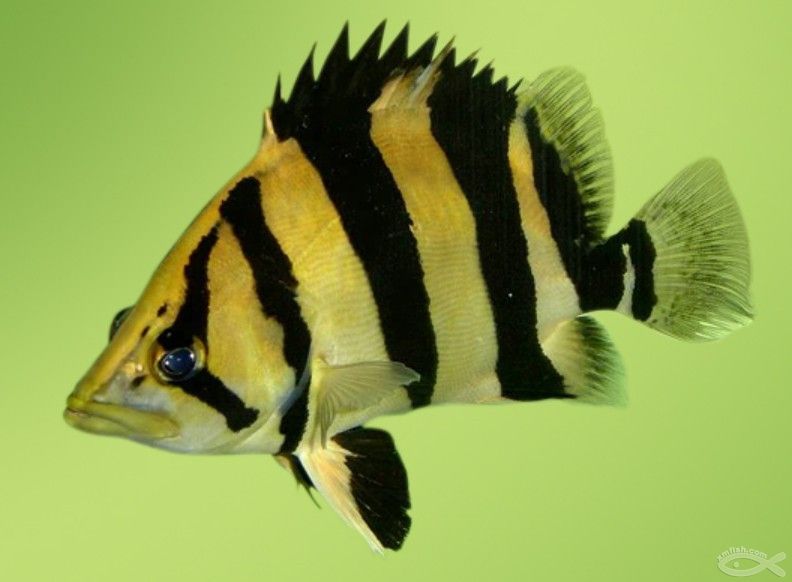  p></p></a>老虎鱼为 a href=