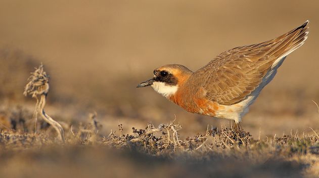 p>铁嘴沙鸻(学名 i>charadrius leschenaultii/i)鸻科鸻属鸟类,属