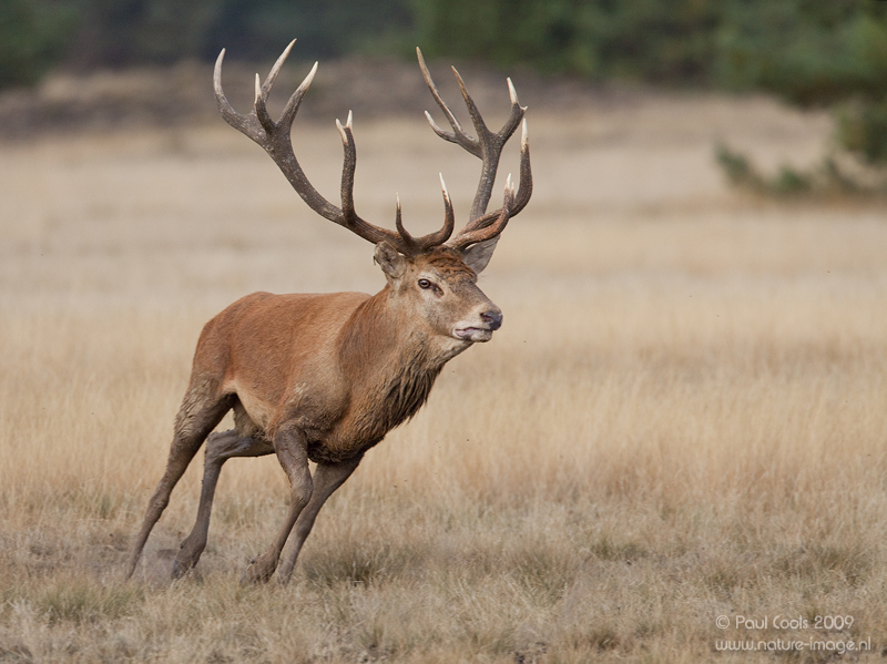 p>蒙古马鹿(学名:cervus elaphus alashanicus)是所有马鹿亚种中体型