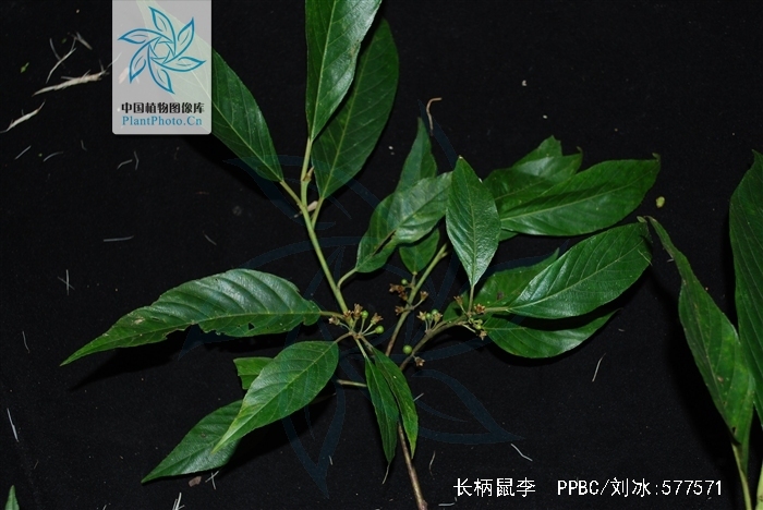 长柄鼠李