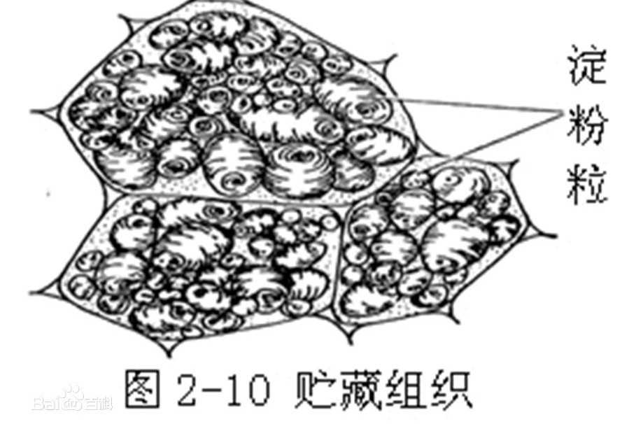 贮藏的物质有淀粉,蛋白质,糖类,油类等.