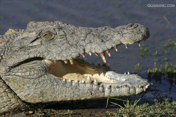 p>尼罗鳄(学名 i>crocodylus niloticus/i,是非洲最大的鳄鱼和最