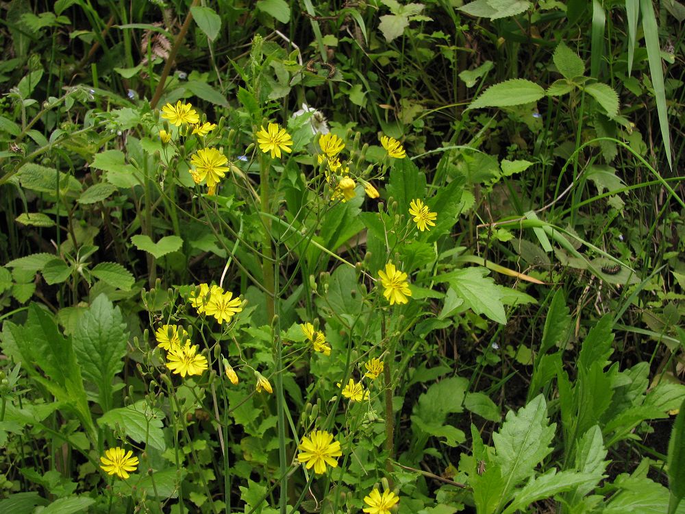 黄花枝香草