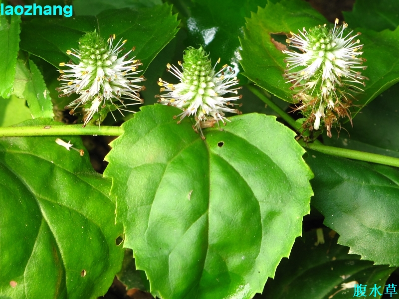 水草