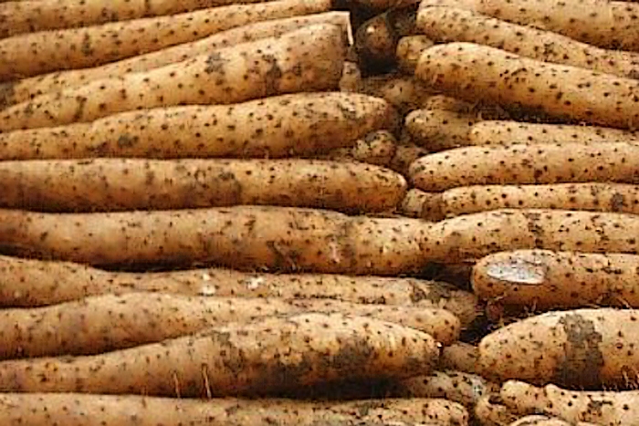 ɽҩƬըʳƷ_ɽҩʲô_ɽҩ跹ɽҩ