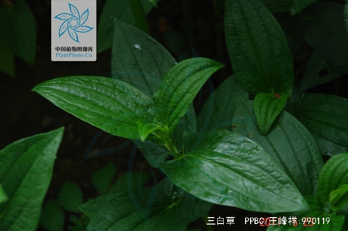 三白草