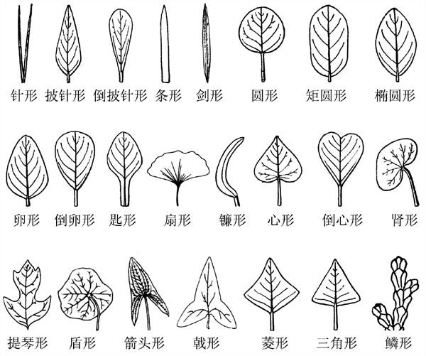 叶形