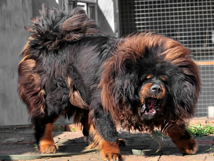  p>原生藏獒又称原生獒,一般泛指直接从青海,甘肃等牧区直接下来的