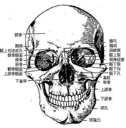 颅裂一般发生在颅骨中线部位,少数可偏于一侧,颅穹窿部,颅底部均可