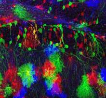 基因拼接技术和DNA重组技术