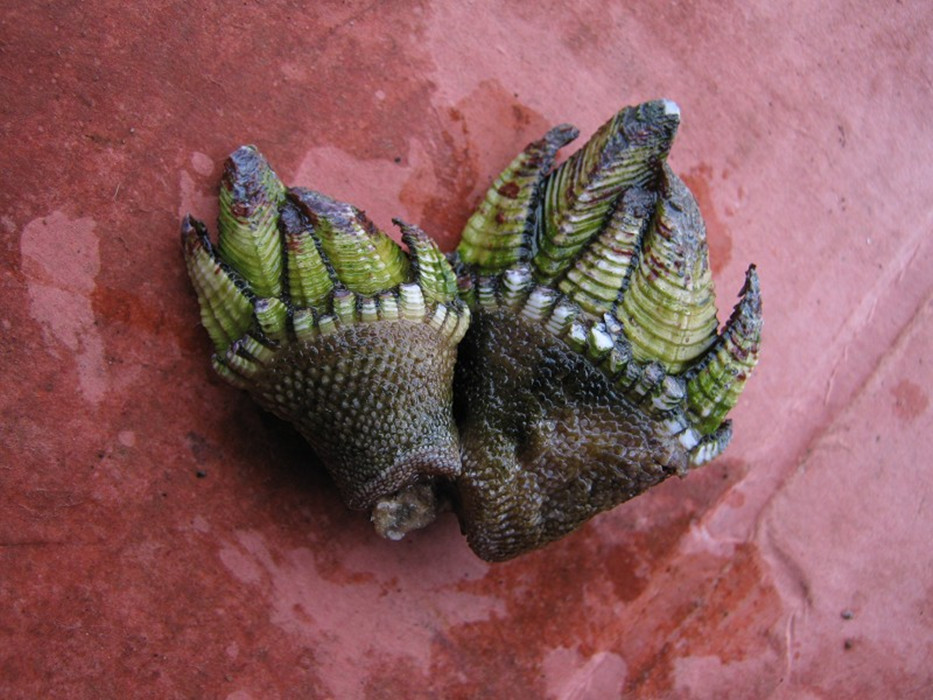 mitella/i,英文名:japanese goose barnacle,俗名:佛手贝,石蜐,狗