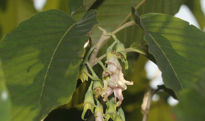 龙脑香树 全网资源
