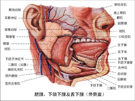 口腔有大,小两种唾液腺.小唾液腺散在于各部 a target"_blank href=