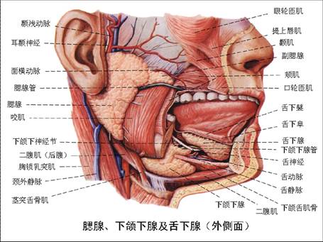 p>唾液腺,人或脊椎动物口腔内分泌 a target"_blank href/item