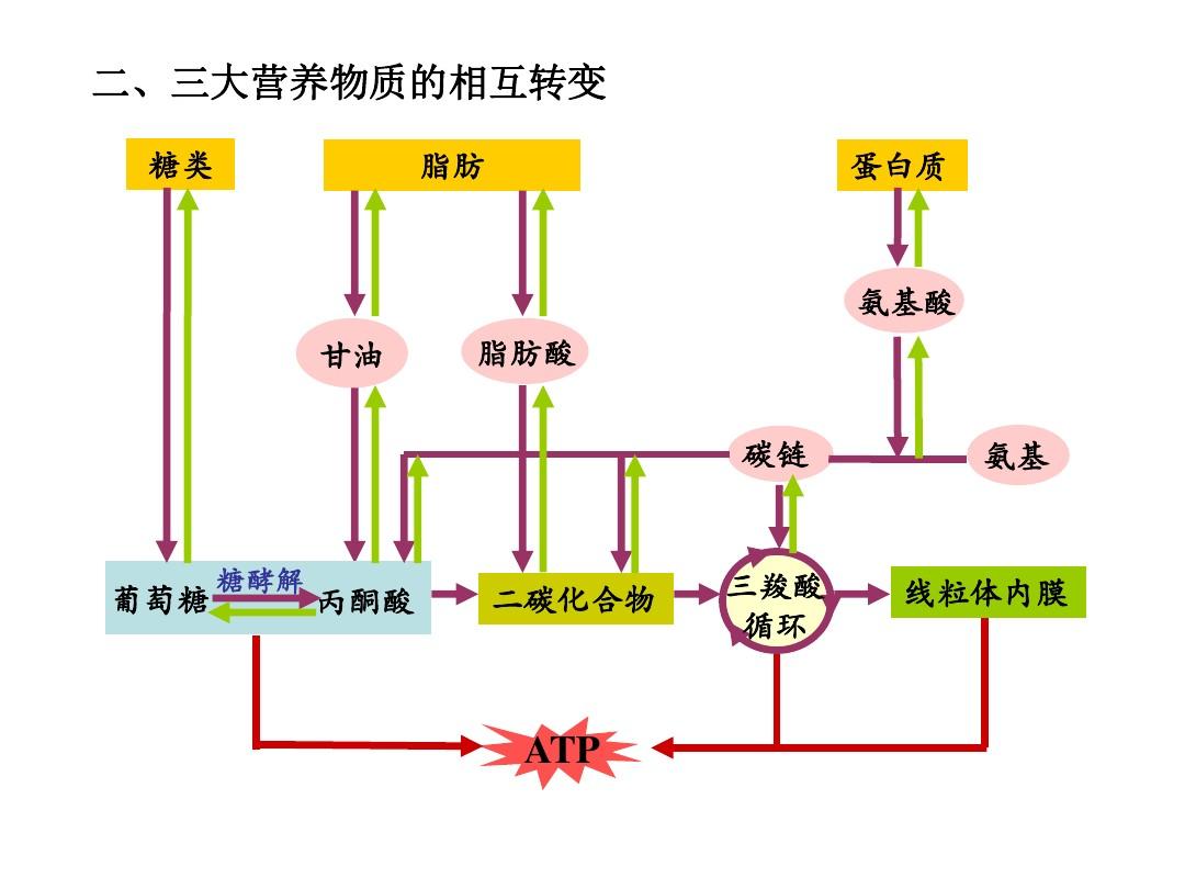 三大营养物质是指糖类,脂肪,蛋白质是人和动物体的营养物质.