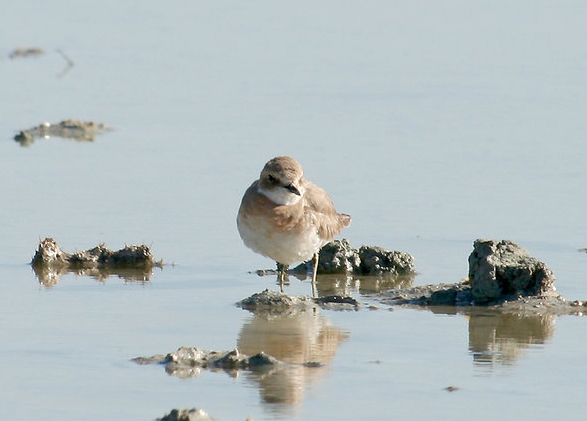 p>铁嘴沙鸻(学名 i>charadrius leschenaultii/i)鸻科鸻属鸟类,属