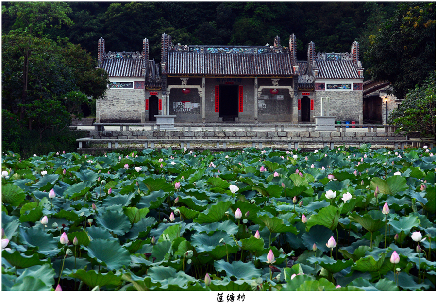 莲塘村