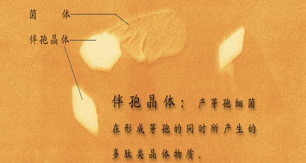 伴孢晶体 全网资源