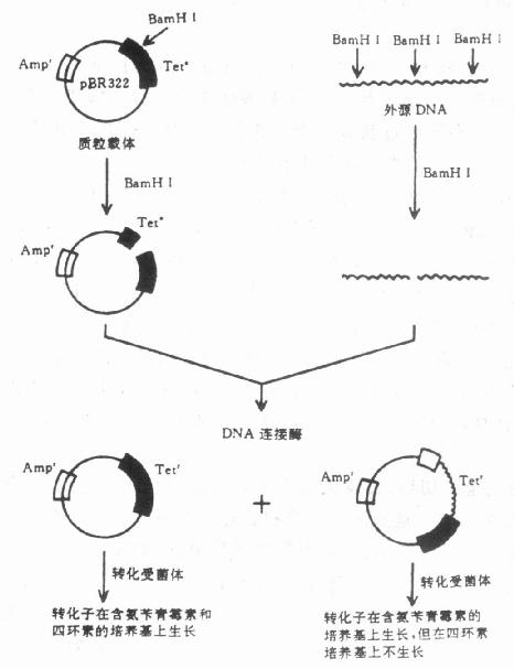 载体