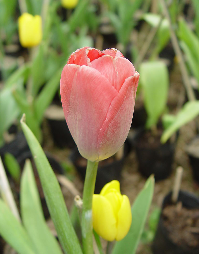 p>郁金香(学名 i>tulipa gesneriana/i l.