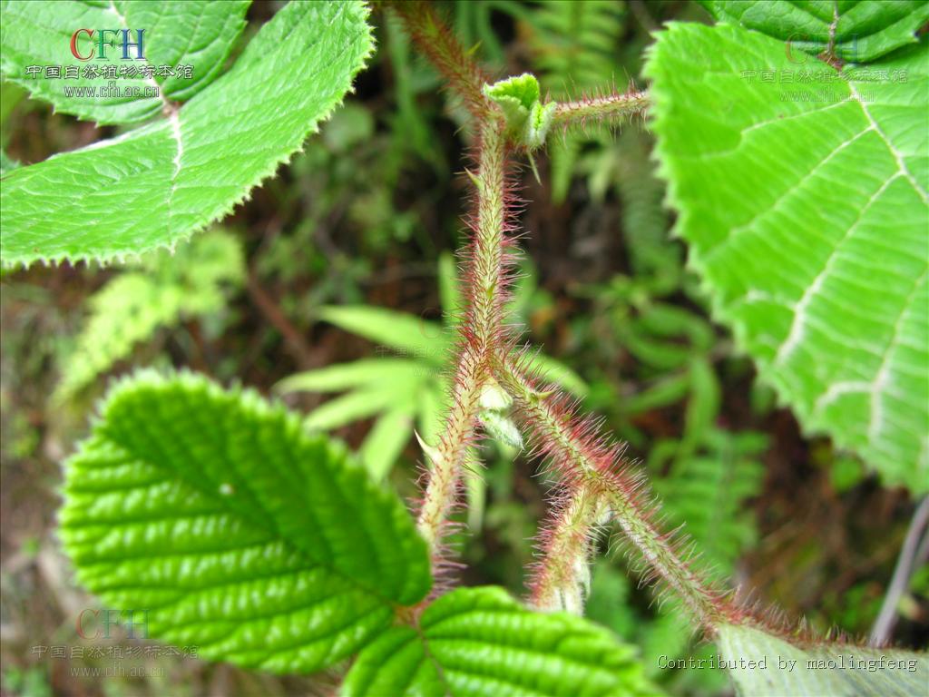 rubus ellipticus var. obcordatus