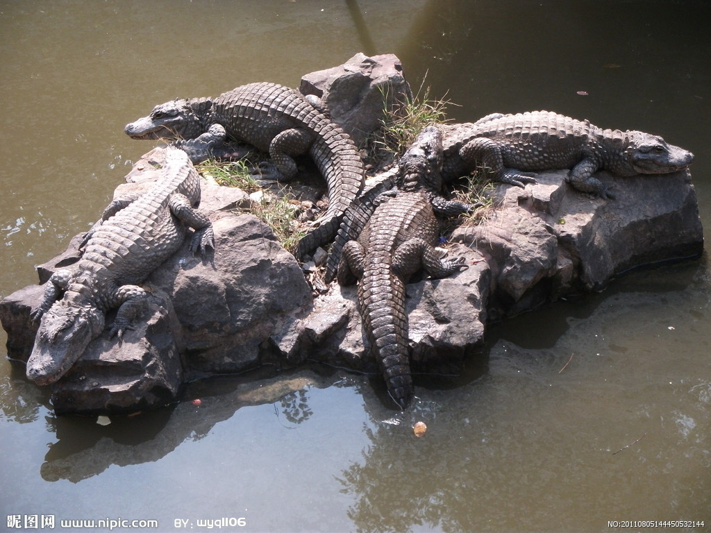 p></p></a>扬子鳄, i>alligator sinensis /i>(fauvel,1879),或称作 a