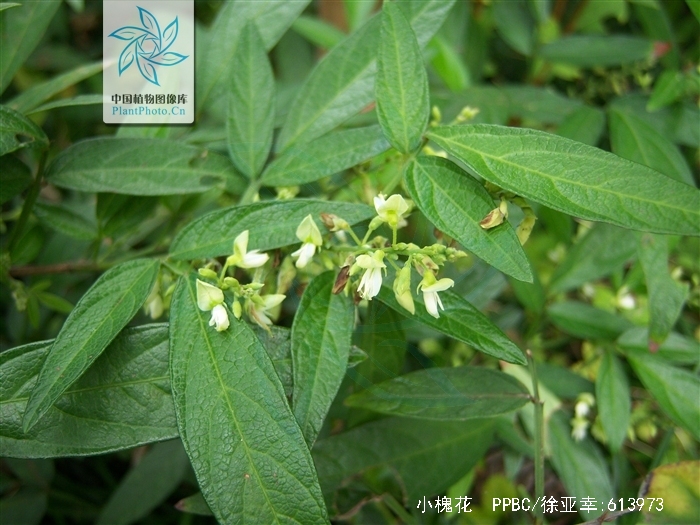 p>小槐花(学名 i>ohwia caudata/i,别名:锐叶小槐花,茉草,抹草