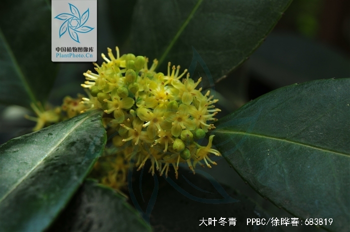 p>大叶冬青(学名:ilex latifolia thunb.