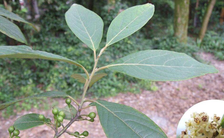 是茜草科水锦树属植物,常绿性小乔木的吕宋水锦树(wendlandia luzon